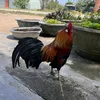 duyphuoc.0