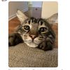 icatralalala