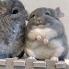 one.and.half.chinchillas