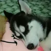 selemejo