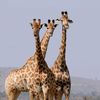 chumba_isaac