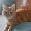 redheadedcat0