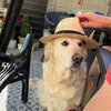 joepanddaisy