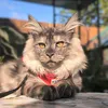 nimbusthemainecoon
