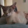 sunnybunnysiamese