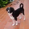 cleo_patra_puppy