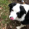 mathildathepanda
