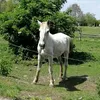 pavleurkakak
