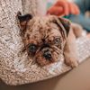 pierogi_thee_pug