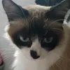 xhenagatagerrera