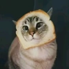 ambreadcat