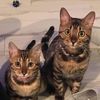 mambengal
