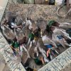 hunter_292