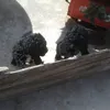 dpdok0