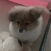 amendaphattt