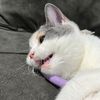 maru_nekko