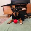 jetttheaustraliankelpie6