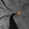 lastlightcall1