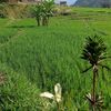 ijo42w