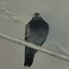 msha_fr