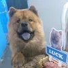 luckchowchow7