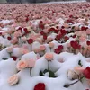 miss_elsa3