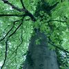 treesbycees
