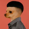 hiidogcat