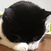 nbdjz