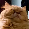 piemixanything
