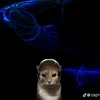 falafelbrothiglights