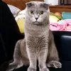 kasunju