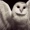 agathatristw