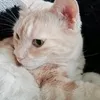 patoujamgoschian