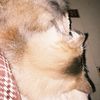 _ssovelly