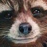 raccooncocooner