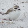 sand_piper_shoreline