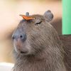 capybarbra