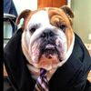 gus_the_english_bulldog