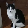 gatafrajola.1