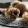 olivethreepaws