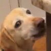 madie_the_yellowlab