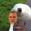 dmingalls