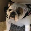 rosiemaethebulldog