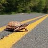 highwayturtle