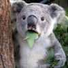 koalabear0000