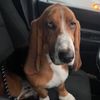 burningrose_bassetmom