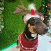 mikeminibullterrier