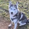 aloythehusky