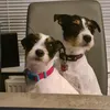 buddyanddaisy_theprts